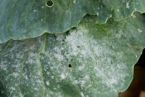 uploads/images/disease/Powdery mildew of cabbage.jpg